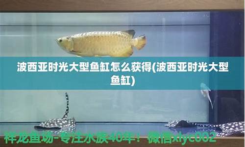 波西亚时光鱼缸可以放几条鱼-波西亚时光鱼缸放几条鱼